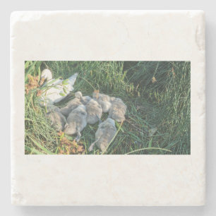 Mute Swan Adult And Cygnets Stone Coaster