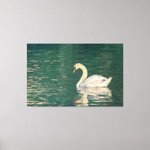 Mute Swan Canvas Print