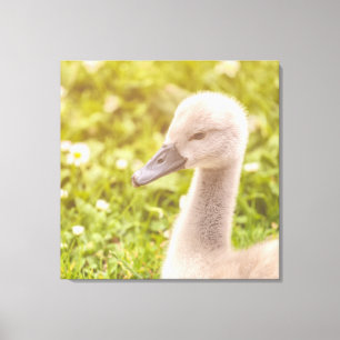 Mute Swan Cygnet Canvas Print