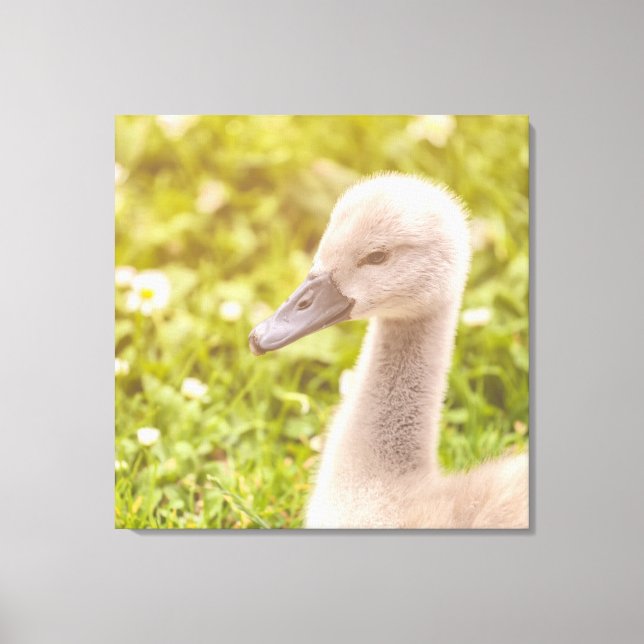 Mute Swan Cygnet Canvas Print (Front)