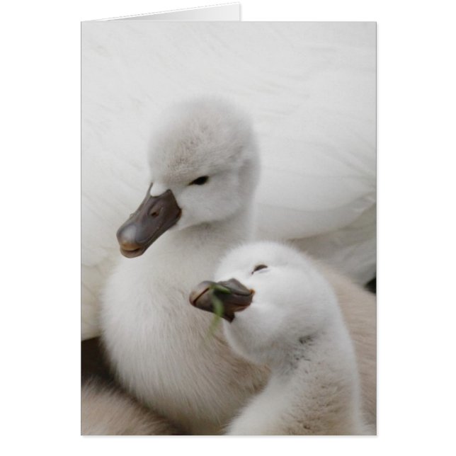 Mute Swan Cygnets (Front)