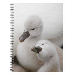 Mute Swan Cygnets Notebook