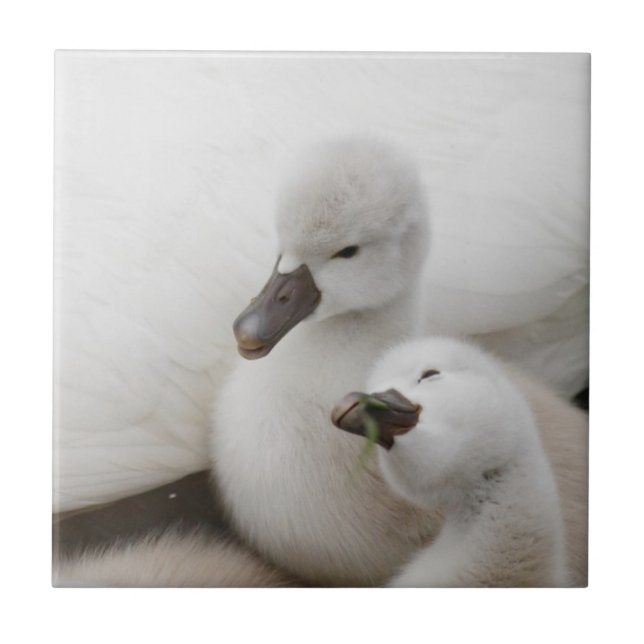 Mute Swan Cygnets Tile (Front)