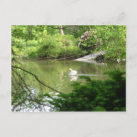 Mute Swan (Cygnus Olor) by Footbridge
