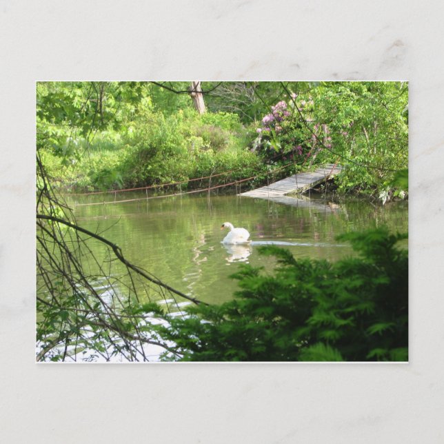 Mute Swan (Cygnus Olor) by Footbridge Postcard (Front)