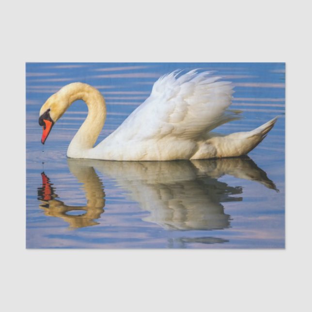 Mute swan, cygnus olor tissue paper (Front)
