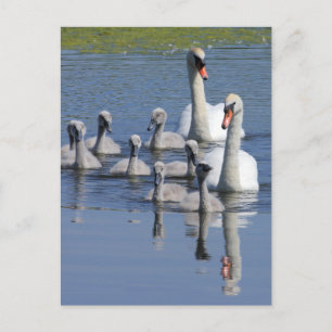 Mute Swan Family Postcard