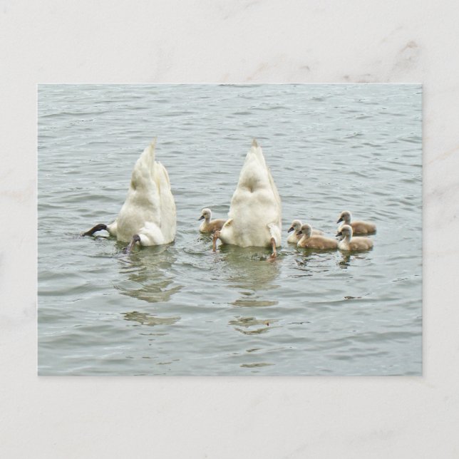 Mute Swan Famly Postcard (Front)