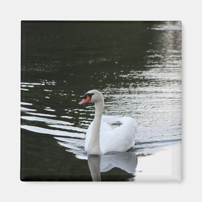 Mute Swan Magnet (Front)