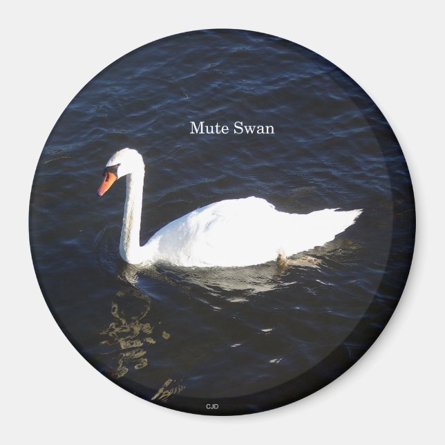 Mute Swan magnet (Front)