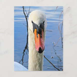 Mute Swan Postcard