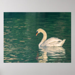 Mute Swan Poster