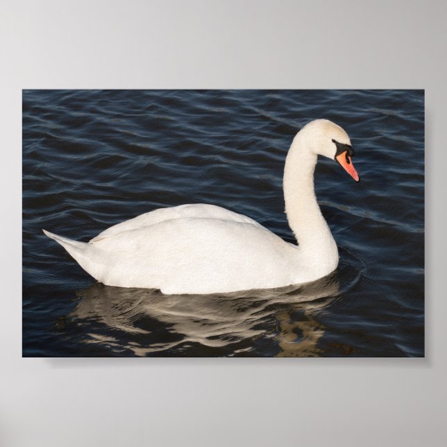 Mute Swan Poster (Front)
