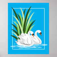 Mute Swan