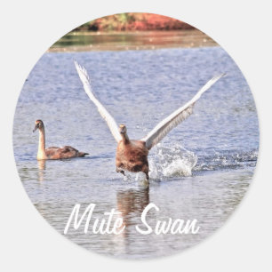 Mute Swan Wildlife Waterfowl Photo Classic Round Sticker