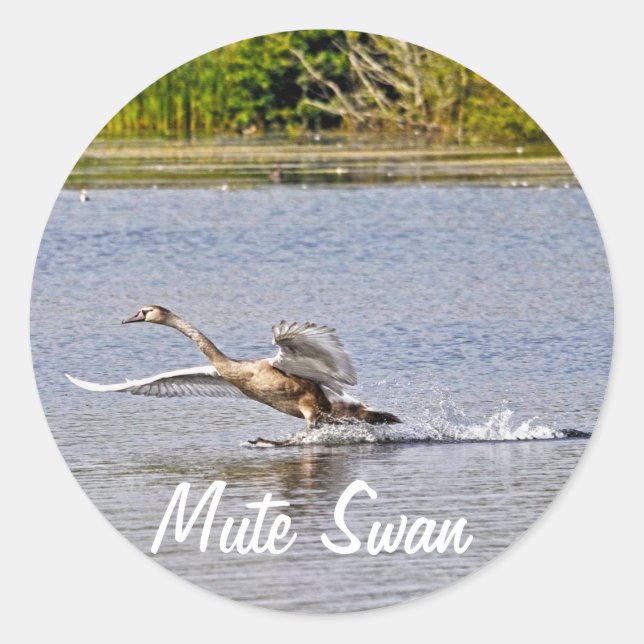 Mute Swan Wildlife Waterfowl Photo Classic Round Sticker (Front)