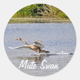 Mute Swan Wildlife Waterfowl Photo Classic Round Sticker