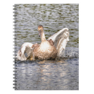 Mute Swan Wildlife Waterfowl Photo Notebook