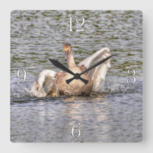 Mute Swan Wildlife Waterfowl Photo Square Wall Clock