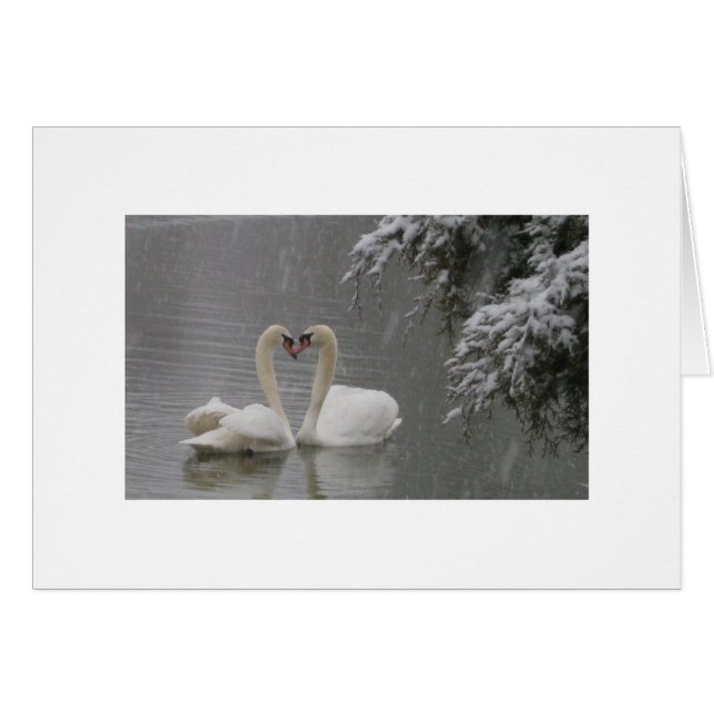 Mute Swans Courting (Front Horizontal)