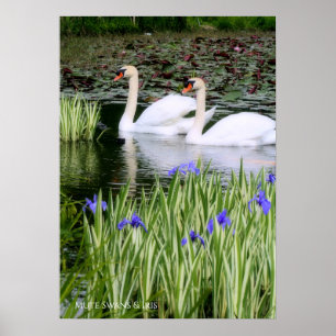 Mute swans & Iris:Value Poster paper