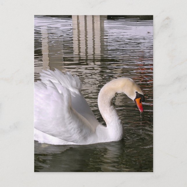 Mute swans on water postcard (Front)