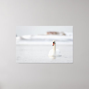 Mute swans swimming in ice water canvas print