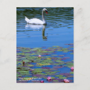 Mute Swans & Water Lilies:Postcard Postcard