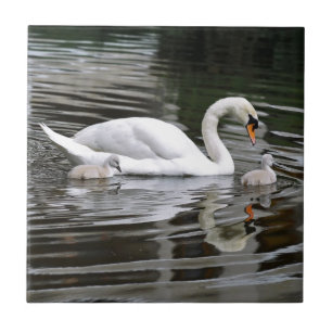 Mute swans with nestlings on water tile