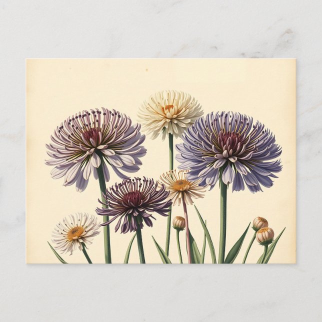 Muted Allium Flowers on Aged Paper Postcard (Front)