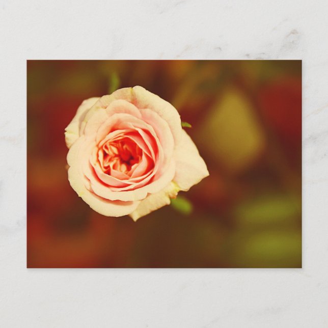 Muted Rose Postcard (Front)