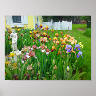 Mutil Coloured Iris Flower Poster