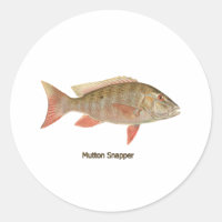 Mutton Snapper Illustration