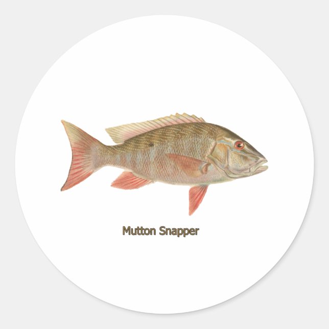 Mutton Snapper Illustration Classic Round Sticker (Front)
