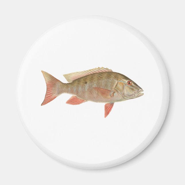 Mutton Snapper Illustration Magnet (Front)