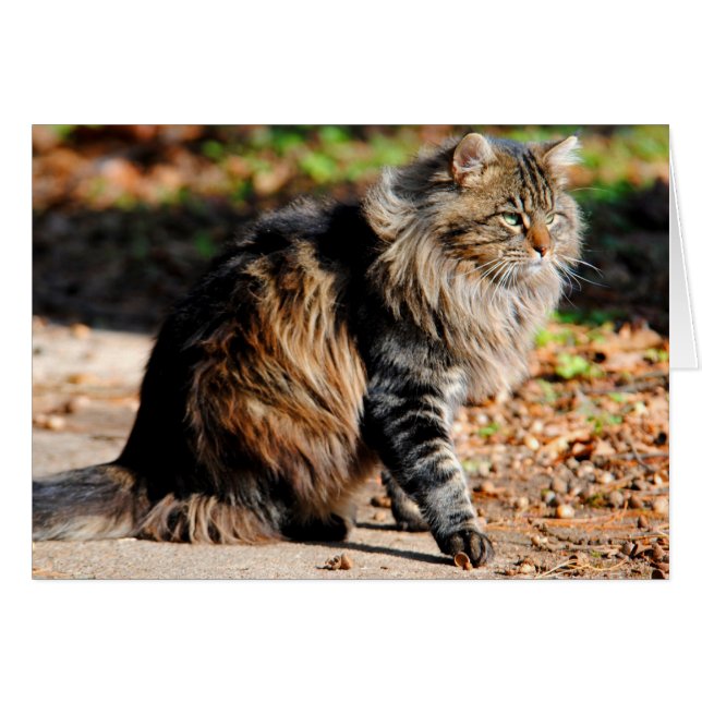 My Acorn Maine Coon Cat Card (Front Horizontal)
