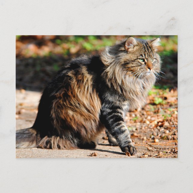 My Acorn Maine Coon Cat Postcard (Front)