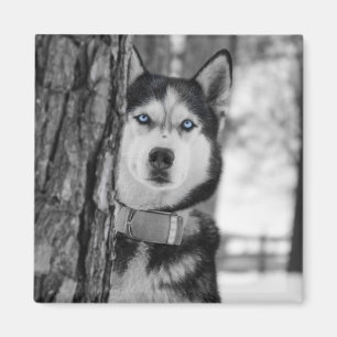 My Baby Blue Eyes Magnet