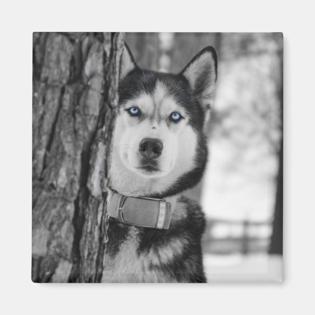 My Baby Blue Eyes Magnet (Front)