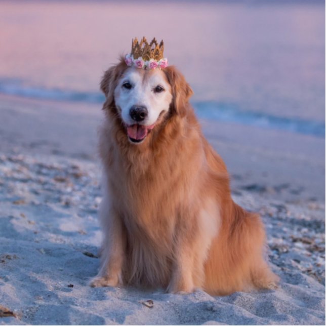 My Beautiful Dog Photo Sculpture (Front)