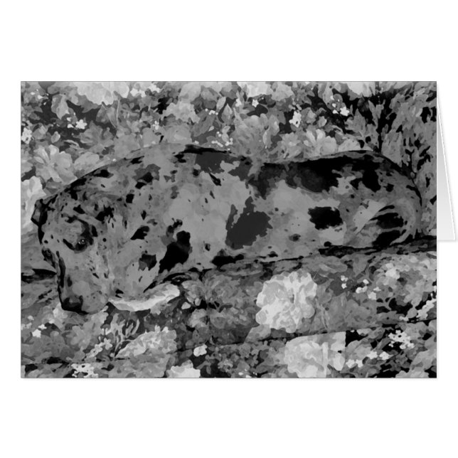 My Beautiful Great Dane, Hope (Front Horizontal)