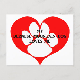 my bernese mountain dog loves me postcard