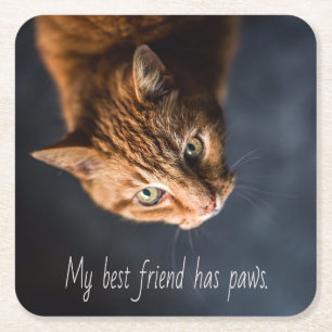 My best friend has paws, Cat Kitten Cute Square Paper Coaster