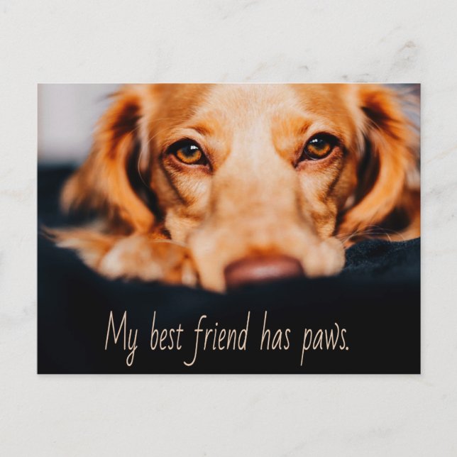 My Best friend has paws dog, Puppy Meme Postcard (Front)