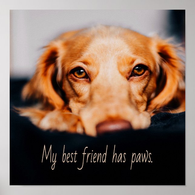 My Best friend has paws dog, Puppy Meme Poster (Front)