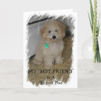 MY "BEST FRIEND" is A Bichon Poo Card