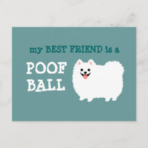 My Best Friend is a Poof Ball - White Pomeranian Postcard