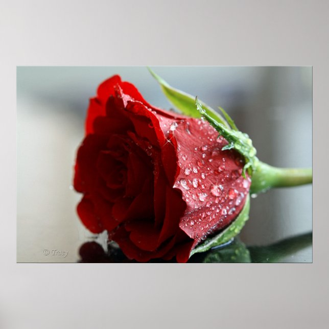 My Birthday Rose. Poster (Front)