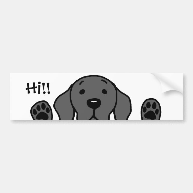 My Black Lab "Hi!!" Bumper Sticker (Front)