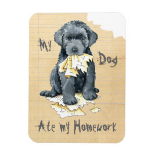 My Bouvier des Flandres Ate my Homework Magnet